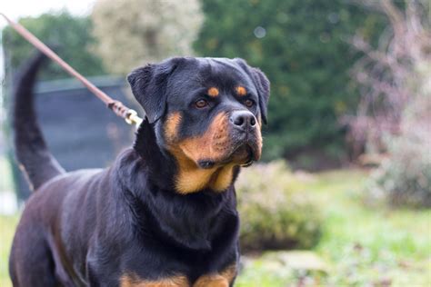 rottweiler vom hause dior|Vom Banda Hause .